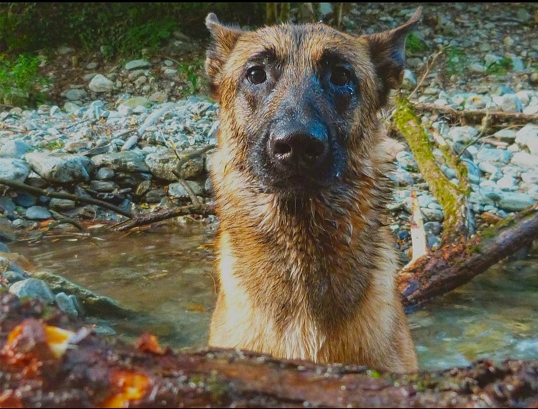 Wood a rejoint le concours — aidez-le/la à gagner de superbes lots ! canidae, canis, carnivore, dog, dog_breed, fawn, german_shepherd_dog, grass, herding_dog, hyena, nature, plant, rock, snout, sporting_group, terrestrial_animal, water, whiskers, wood, working_dog