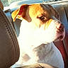 animal, backseat, brown, car_interior, closeup, daylight, dog, ears, fur, leather, mammal, nose, pet, portrait, seat, seatbelt, shadow, sunlight, white, window