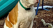 Booger joined the competition — help win amazing prizes! animal, brown_and_white, collar, companion, daylight, dog, fence, grass, leisure, nature, outdoor, park, pet, play_equipment, playground, quiet, sitting, slide, watchful, wood_chips