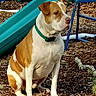 animal, brown_and_white, collar, companion, daylight, dog, fence, grass, leisure, nature, outdoor, park, pet, play_equipment, playground, quiet, sitting, slide, watchful, wood_chips