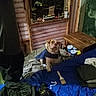 Booger is registered to the contest to win money with this photo: bed, blanket, casual, clothing, cups, dark, dog, floor, furniture, home, indoor, jacket, paintbrush, pet, pile_of_clothes, plastic_cup, relaxed, rustic_wall, window, wooden_table
