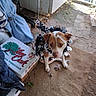 Booger is registered to the contest to win money with this photo: animal, box, brown_and_white, carpet, casual, clothing, container, decor, dog, expression, fabric, festive, floor, garland, household, indoor, looking_up, messy, pet, rustic