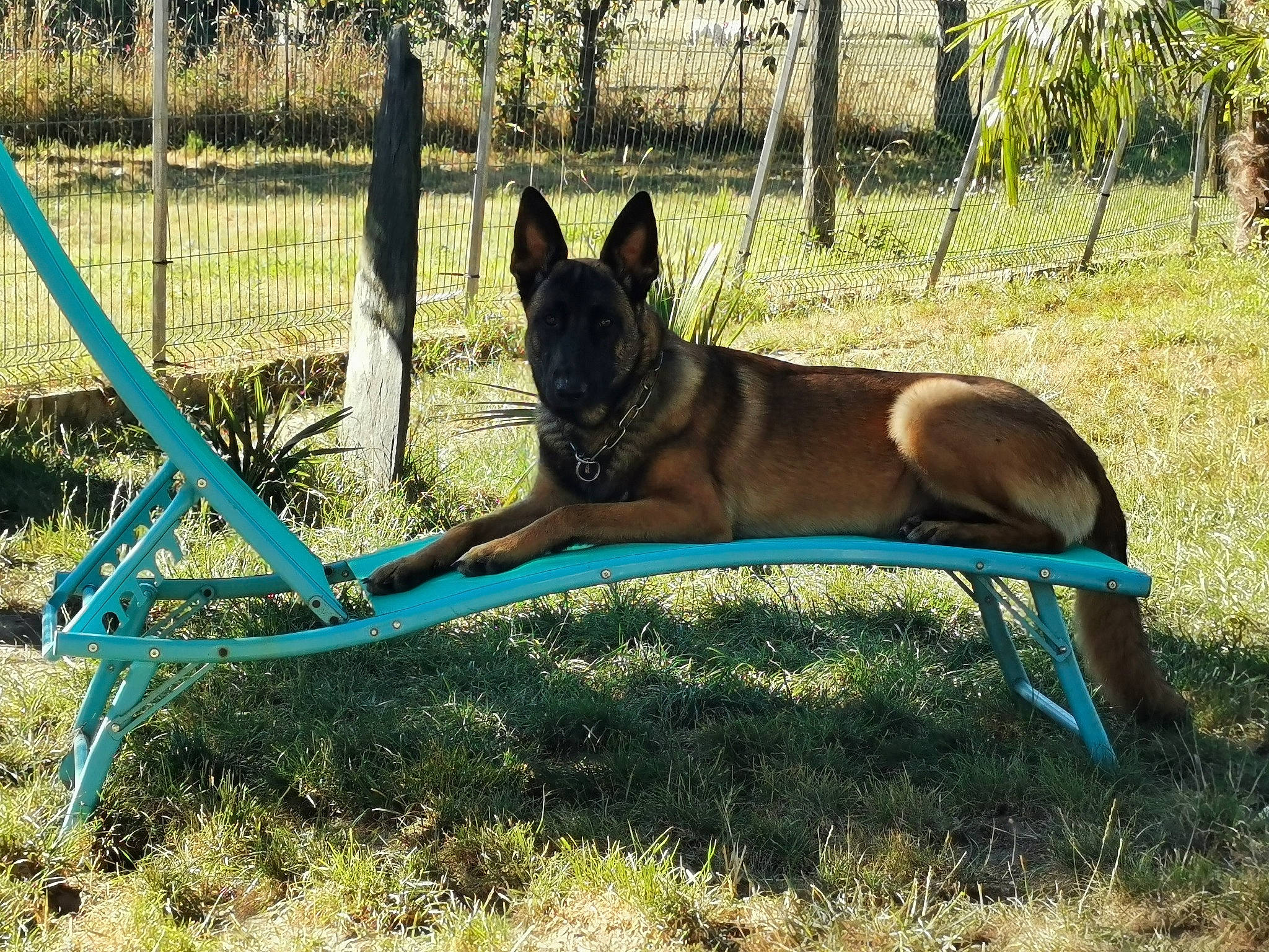 Pholos participe au concours pour gagner de l'argent avec cette photo : belgian_shepherd, belgian_shepherd_malinois, canidae, carnivore, dog, dog_breed, dutch_shepherd_dog, east_european_shepherd, fawn, german_shepherd_dog, mammal, plant, vertebrate, working_dog