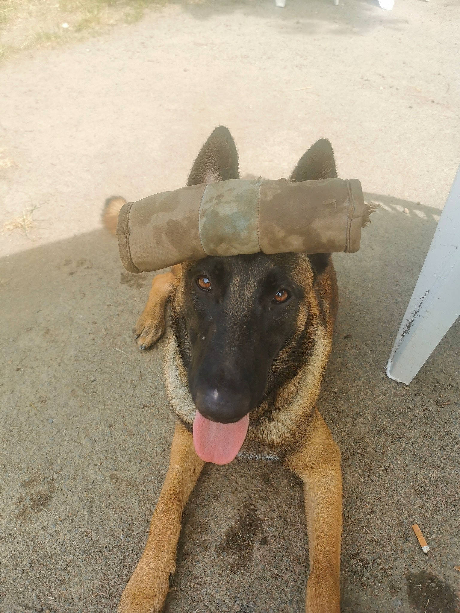 Pholos a rejoint le concours — aidez-le/la à gagner de superbes lots ! canidae, carnivore, dog, dog_breed, fawn, german_shepherd_dog, mammal, potcake_dog, snout, street_dog, working_dog