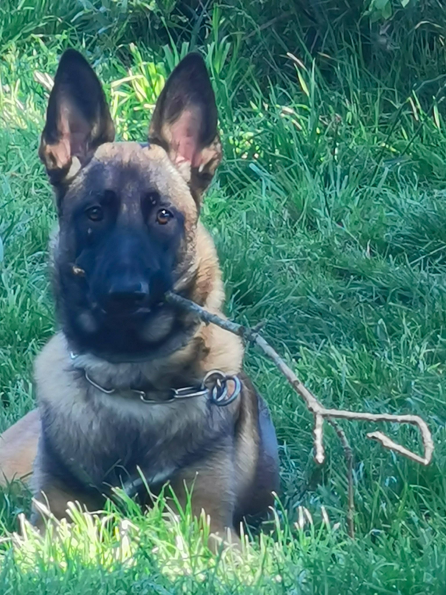 Pholos a rejoint le concours — aidez-le/la à gagner de superbes lots ! belgian_shepherd, belgian_shepherd_malinois, canidae, carnivore, dog, dog_breed, east_european_shepherd, fawn, german_shepherd_dog, grass, herding_dog, king_shepherd, kunming_wolfdog, mammal, old_german_shepherd_dog, police_dog, rare_breed_dog, shiloh_shepherd_dog, snout, vertebrate