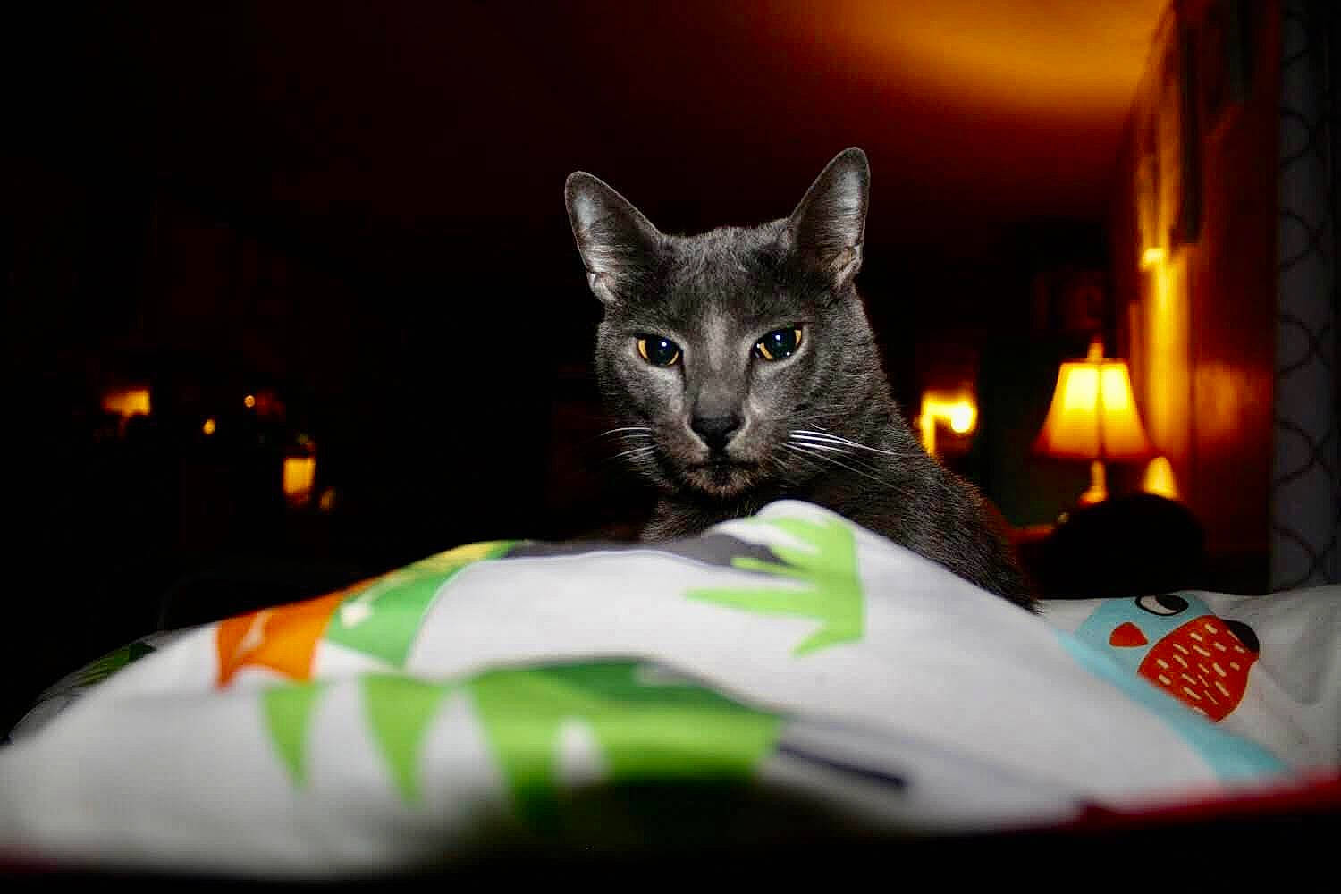 Smokie is registered to the contest to win money with this photo: bed, bed_sheet, black_cat, carnivore, cat, comfort, darkness, domestic_short_haired_cat, felidae, fur, grey, linens, night, paw, sitting, small_to_medium_sized_cats, snout, tail, whiskers