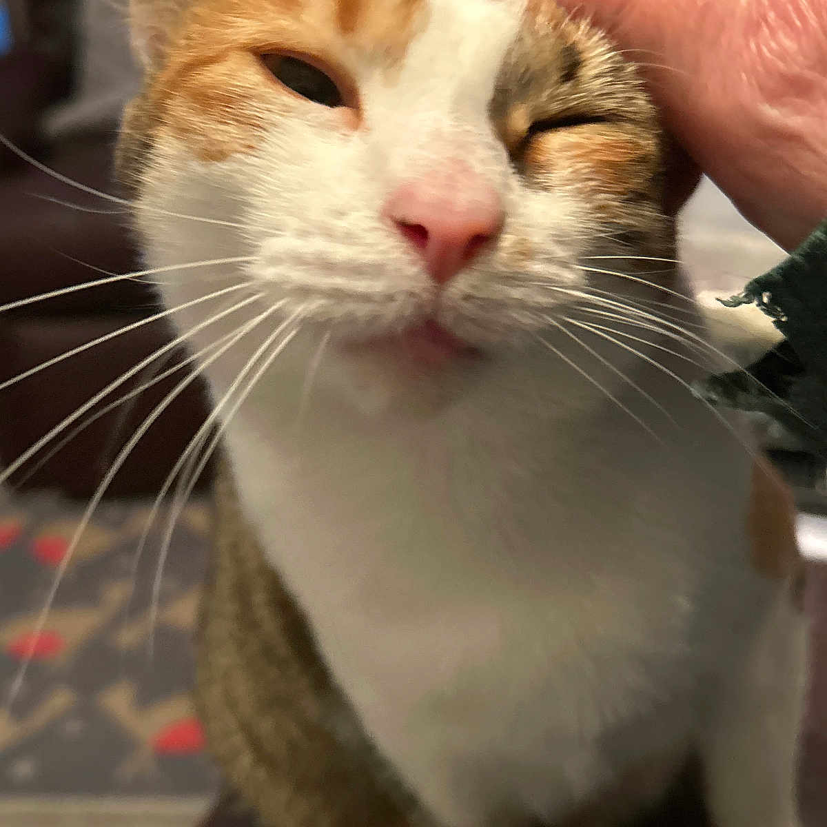 Lilly joined the competition — help win amazing prizes! affection, animal, blurred_background, brown_fur, cat, close_up, comfort, domestic_cat, eyes_closed, feline, fur, hand, happy, indoor, pet, pink_nose, scratching, tabby, whiskers, white_fur