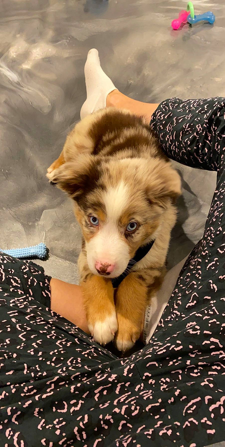 Kane joined the competition — help win amazing prizes! australian_shepherd, canidae, carnivore, dog, dog_breed, fawn, mammal, miniature_australian_shepherd, puppy, siberian_husky, vertebrate