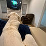 dog, white_dog, living_room, couch, television, fireplace, chair, floor, window, blinds, wood_floor, home_interior, pet, relaxing, watching_tv, furniture, tail, indoor, cozy, blanket