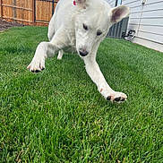 Lily joined the competition — help win amazing prizes! active, animal, canine, clouds, daylight, dog, ears, fence, fur, grass, house, lawn, outdoor, paw, pet, playful, sky, summer, white_dog, yard