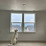 dog, white_dog, pet, indoor, window, carpet, collar, suburban, house, sky, cloudy, minimalist, room, walls, floor, calm, sitting, looking_out, daylight, quiet