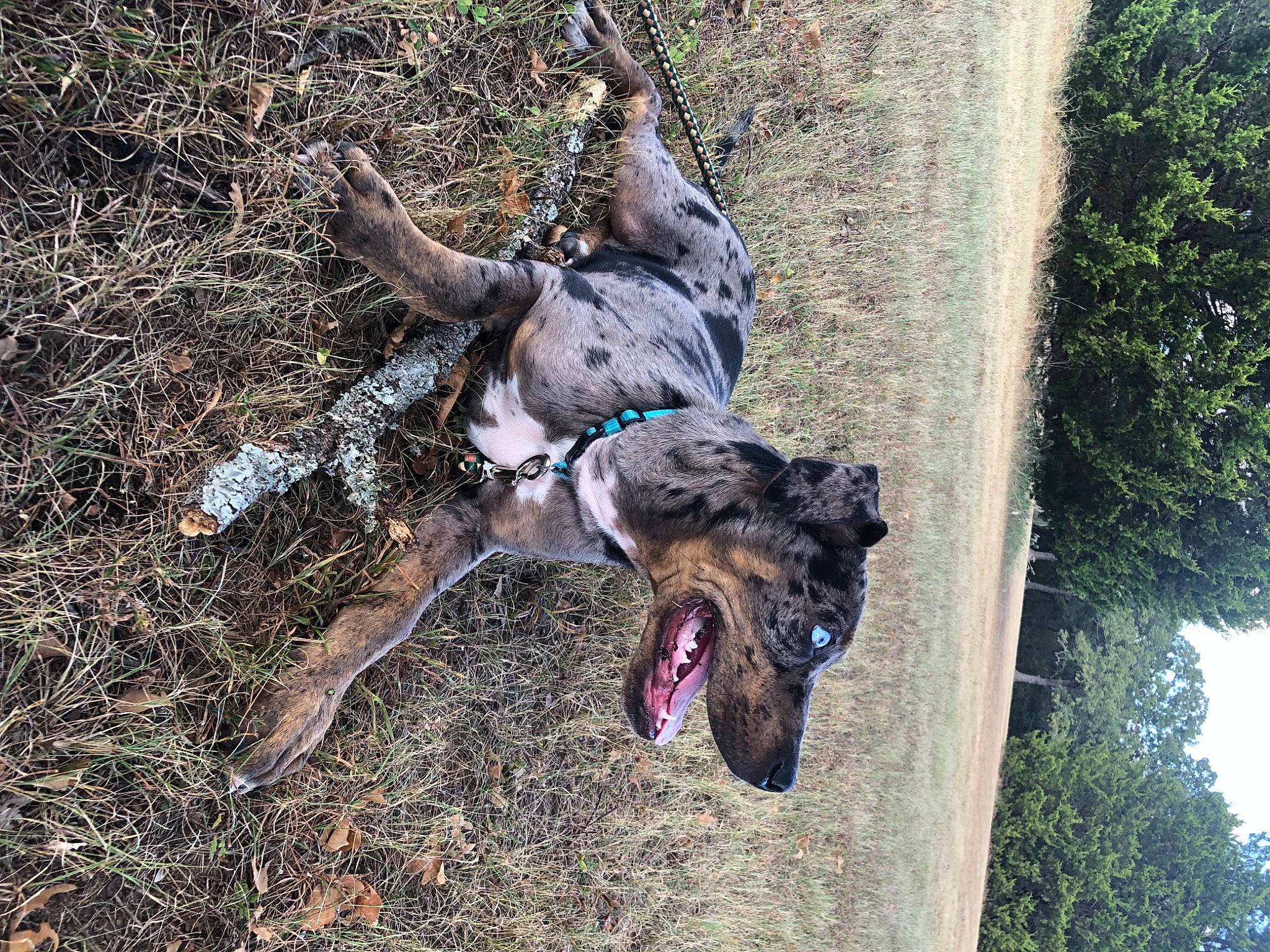 Ace joined the competition — help win amazing prizes! adventure, canidae, carnivore, collar, companion_dog, dog, dog_breed, dog_collar, dog_supply, grass, guard_dog, leash, plant, sky, soil, tail, tree, trunk, working_animal, working_dog