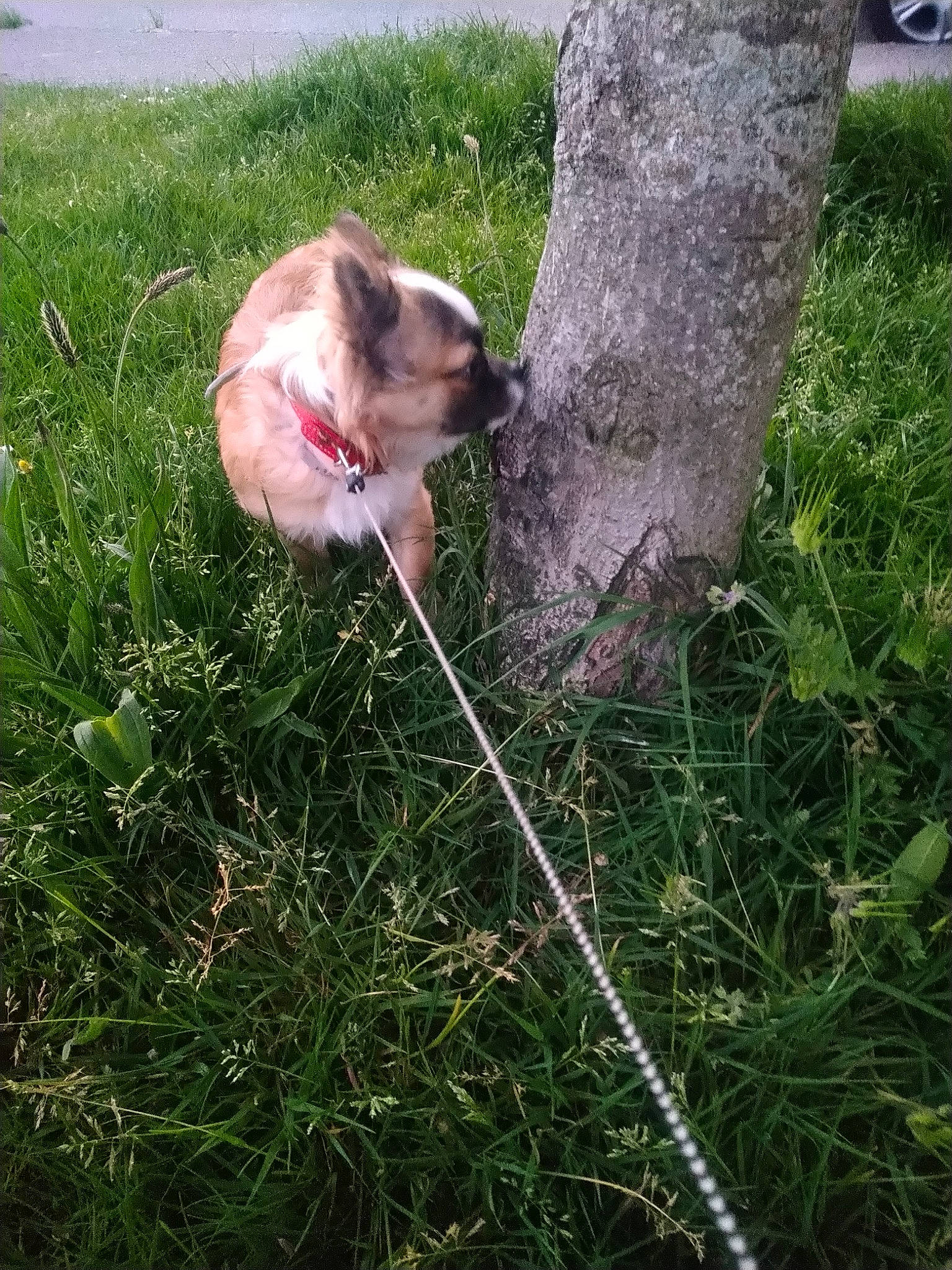 Youki a rejoint le concours — aidez-le/la à gagner de superbes lots ! canidae, carnivore, dog, dog_breed, fawn, grass, leash, plant, pug, puppy, tail