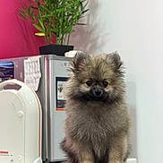 Aldo participe au concours pour gagner de l'argent avec cette photo : puppy, dog, pomeranian, fluffy, pet, animal, indoor, plant, refrigerator, appliance, blue_surface, fur, cute, small_dog, sitting, face, ears, eyes, nose, background