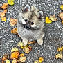 Aldo participe au concours pour gagner de l'argent avec cette photo : puppy, dog, fluffy, cute, autumn, leaves, pavement, outdoor, animal, pet, young, fur, face, looking_up, small, nature, seasonal, adorable, walking_surface, fall
