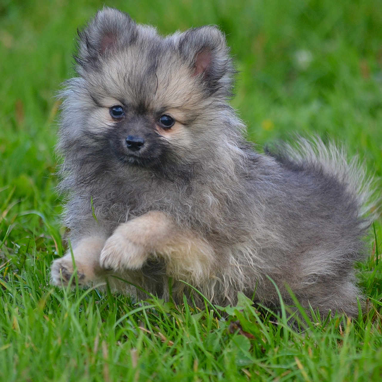 Aldo a rejoint le concours — aidez-le/la à gagner de superbes lots ! adorable, animal, cute, dog, eyes, field, fluffy, fur, grass, green, mammal, nature, outdoor, paw, pet, playful, puppy, small, walking, young