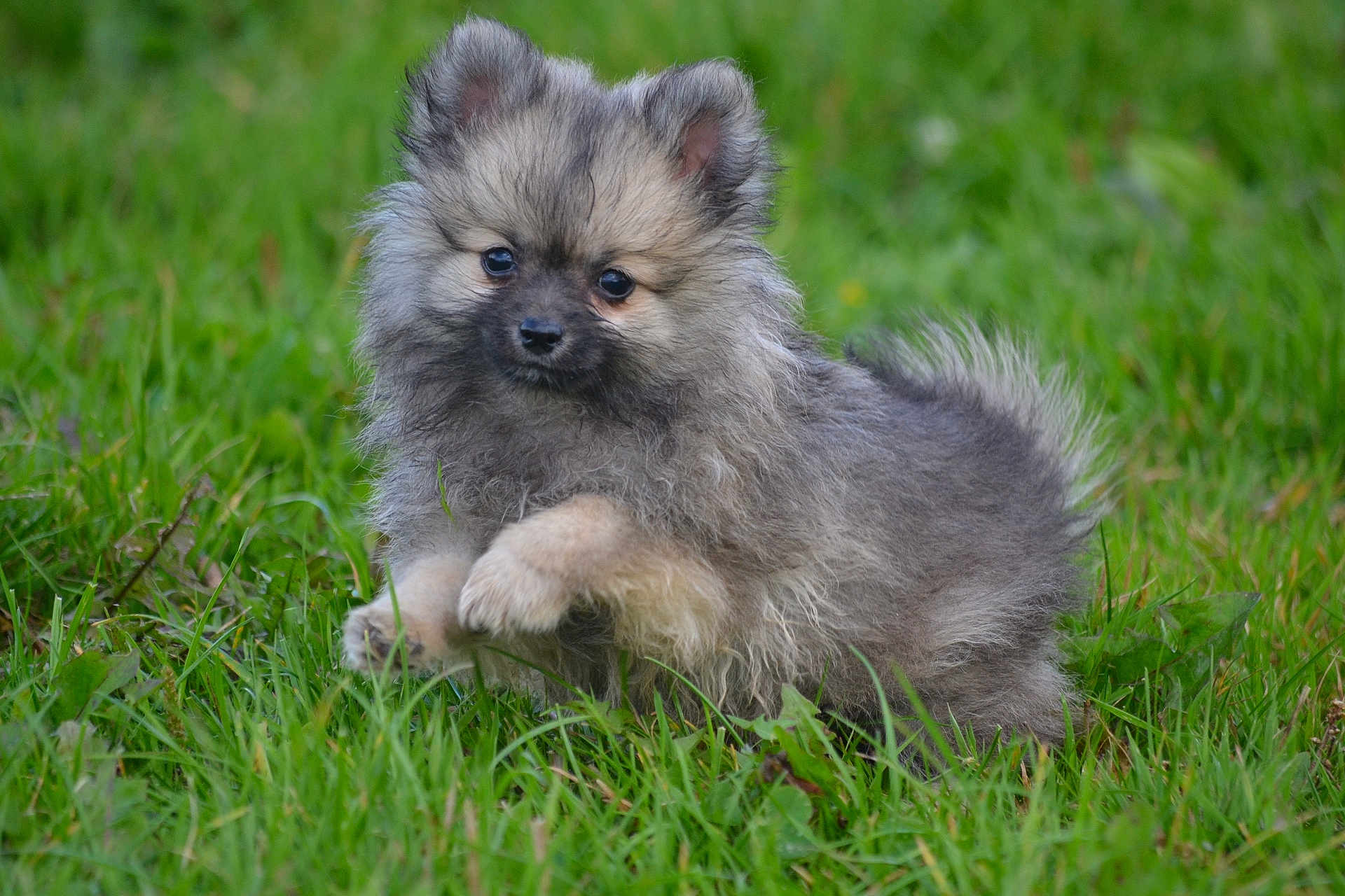Aldo a rejoint le concours — aidez-le/la à gagner de superbes lots ! puppy, dog, grass, outdoor, playful, cute, young, fluffy, pet, animal, nature, green, fur, mammal, small, adorable, walking, eyes, paw, field