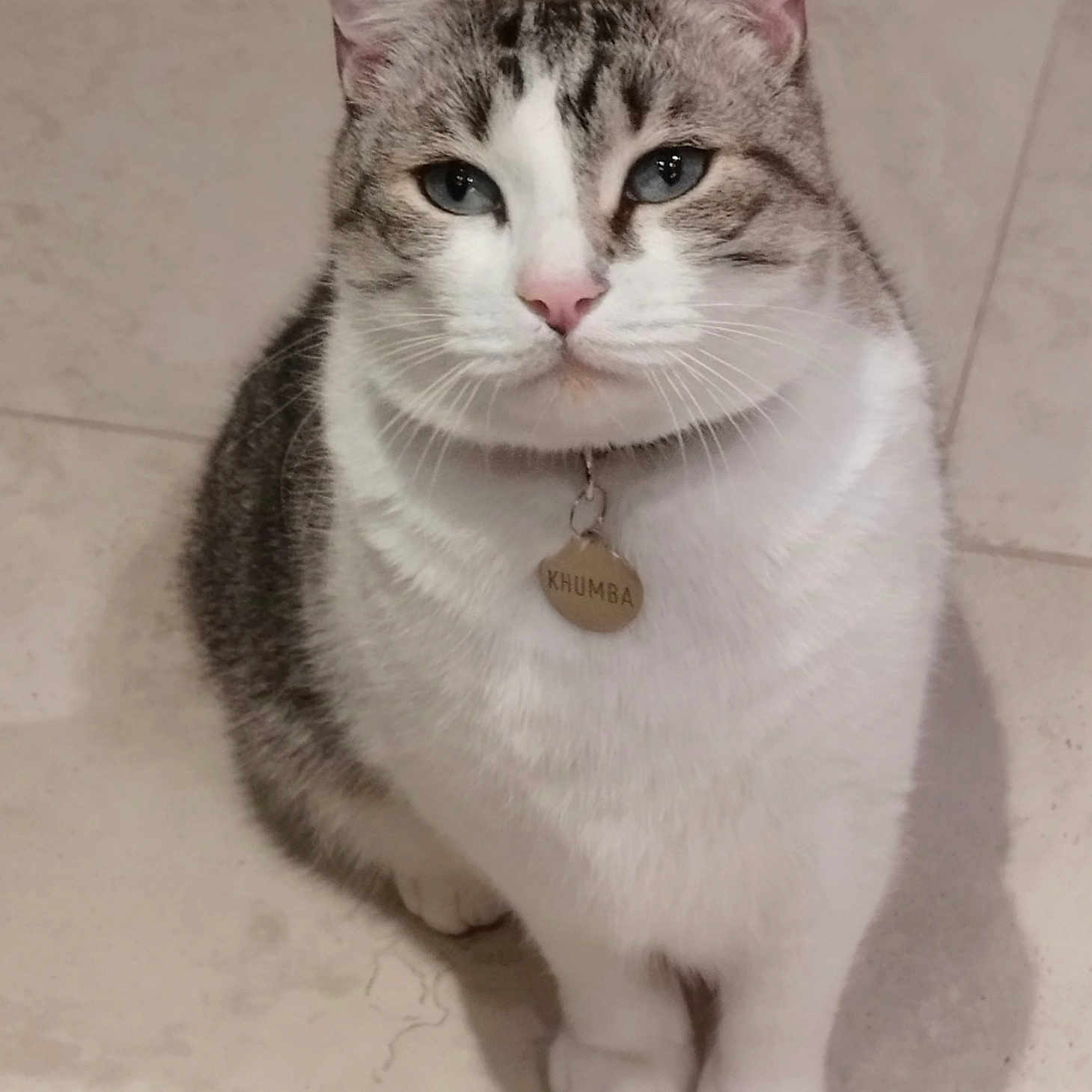 Khumba participe au concours pour gagner de l'argent avec cette photo : abyssinian, accessories, angora, animal, canine, cat, collar, dog, egyptiancat, husky, jewelry, kitten, leash, manx, necklace, pendant, pet, siamese, strap, white