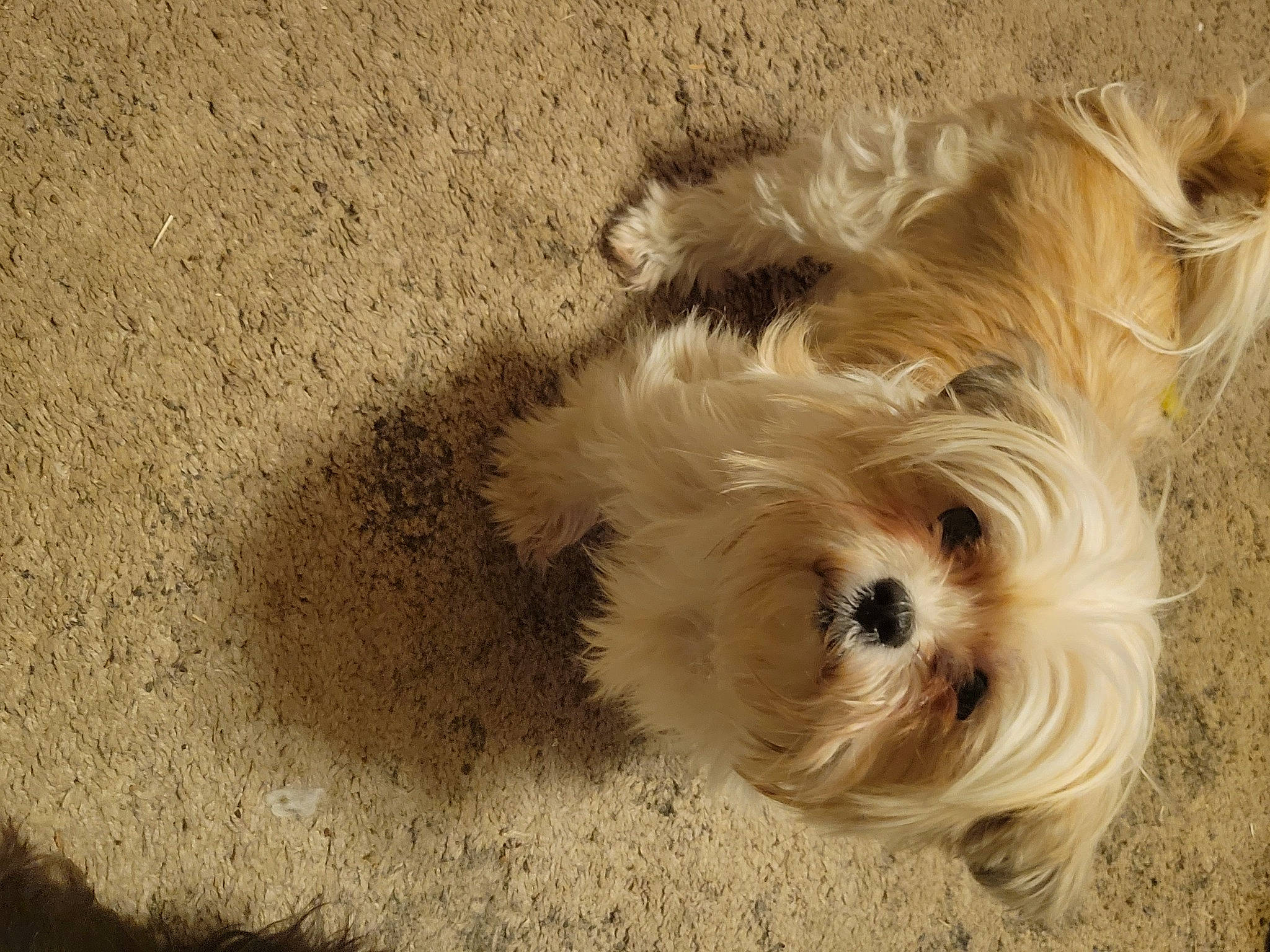 Brandy Sue is registered to the contest to win money with this photo: biewer_terrier, canidae, carnivore, companion_dog, dog, dog_breed, dog_supply, fawn, fur, liver, maltepoo, poodle_crossbreed, puppy, small_terrier, snout, sporting_group, terrier, toy_dog, working_animal, yorkipoo