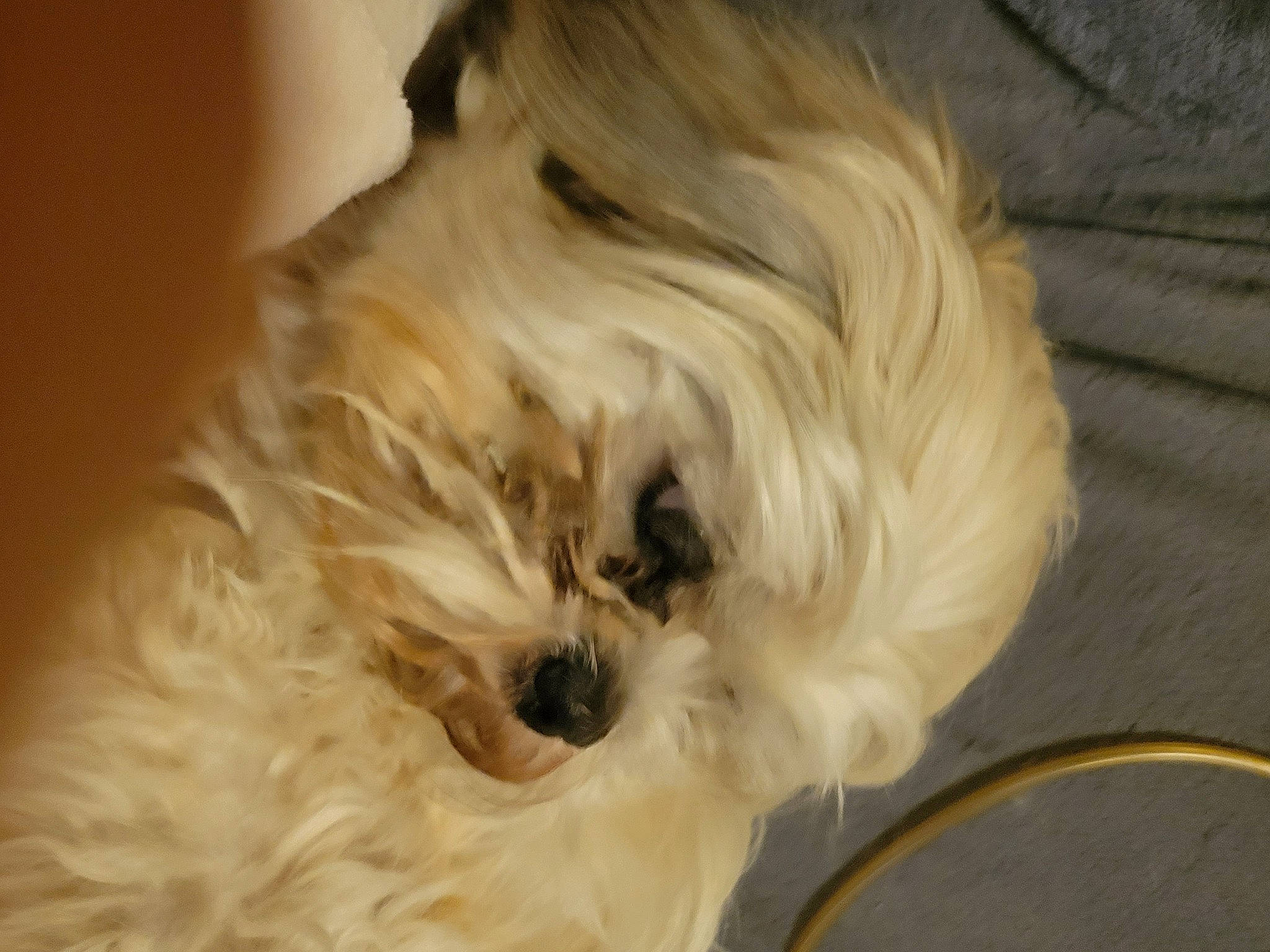 Prince Charming is registered to the contest to win money with this photo: canidae, carnivore, companion_dog, dog, dog_breed, fawn, fur, liver, maltepoo, non_sporting_group, poodle_crossbreed, puppy_love, shih_poo, small_terrier, snout, sporting_group, terrier, toy_dog, whiskers, working_animal