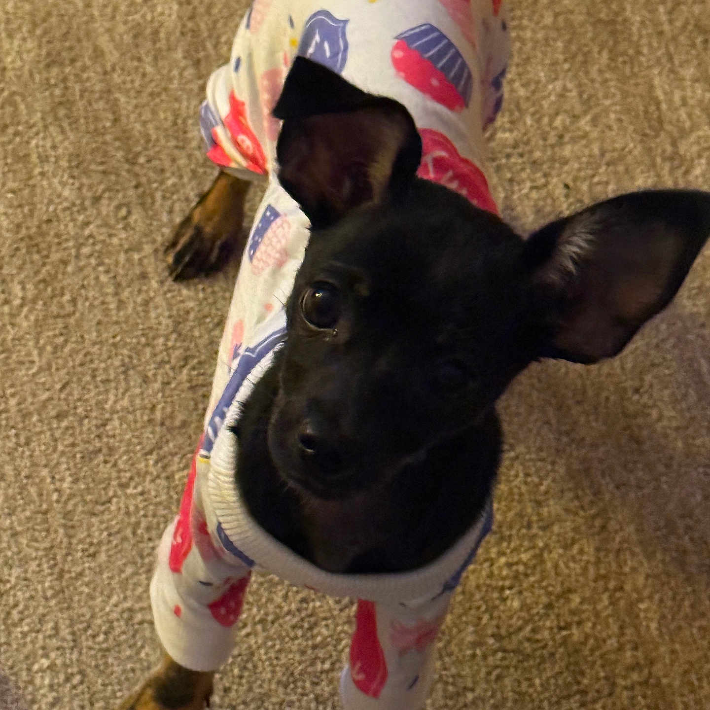 Kaia joined the competition — help win amazing prizes! animal, black_dog, carpet, companion, cozy, curious, cute, dog, domestic_animal, ears, fur, indoors, looking_up, mammal, pajamas, paw, pet_clothing, sleepwear, small_dog, standing