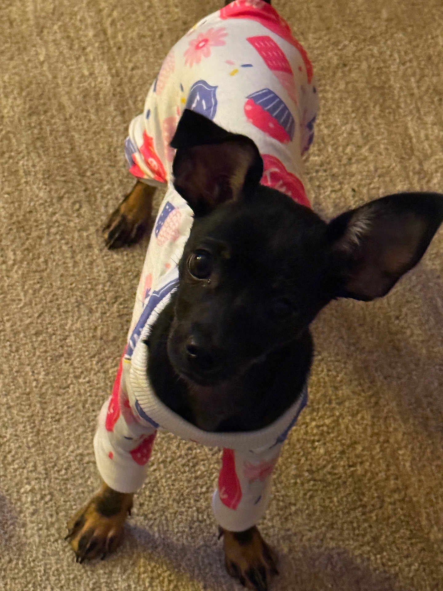 Kaia joined the competition — help win amazing prizes! dog, black_dog, pajamas, pet_clothing, carpet, indoors, small_dog, cute, ears, looking_up, animal, mammal, paw, fur, domestic_animal, standing, curious, cozy, sleepwear, companion