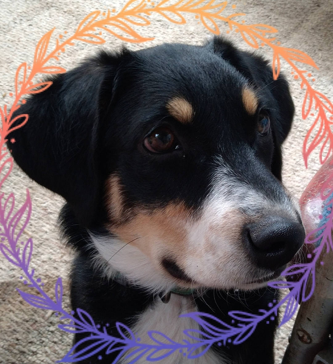 Gemma is registered to the contest to win money with this photo: canidae, carnivore, collar, companion_dog, dog, dog_breed, dog_collar, fur, herding_dog, puppy, snout, sporting_group, whiskers, working_animal, working_dog