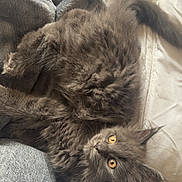 Bayla participe au concours pour gagner de l'argent avec cette photo : animal, blanket, cat, comfort, cozy, cute, denim, feline, fluffy, fur, gray_cat, home, indoor, laying, legs, orange_eyes, pet, relaxed, resting, soft