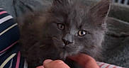 Bayla a rejoint le concours — aidez-le/la à gagner de superbes lots ! kitten, gray_cat, hand, petting, indoor, striped_clothing, cozy, furniture, couch, relaxation, cute, animal, furry, young_cat, domestic_cat, mammal, person_hand, comfort, soft, closeup