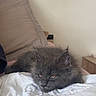 animal, bed, cat, closeup, cute, domestic_cat, feline, fluffy, fur, gray_cat, home, indoor, kitten, pet, pillow, relaxed, resting, sleepy, white_bed_sheet, young_cat