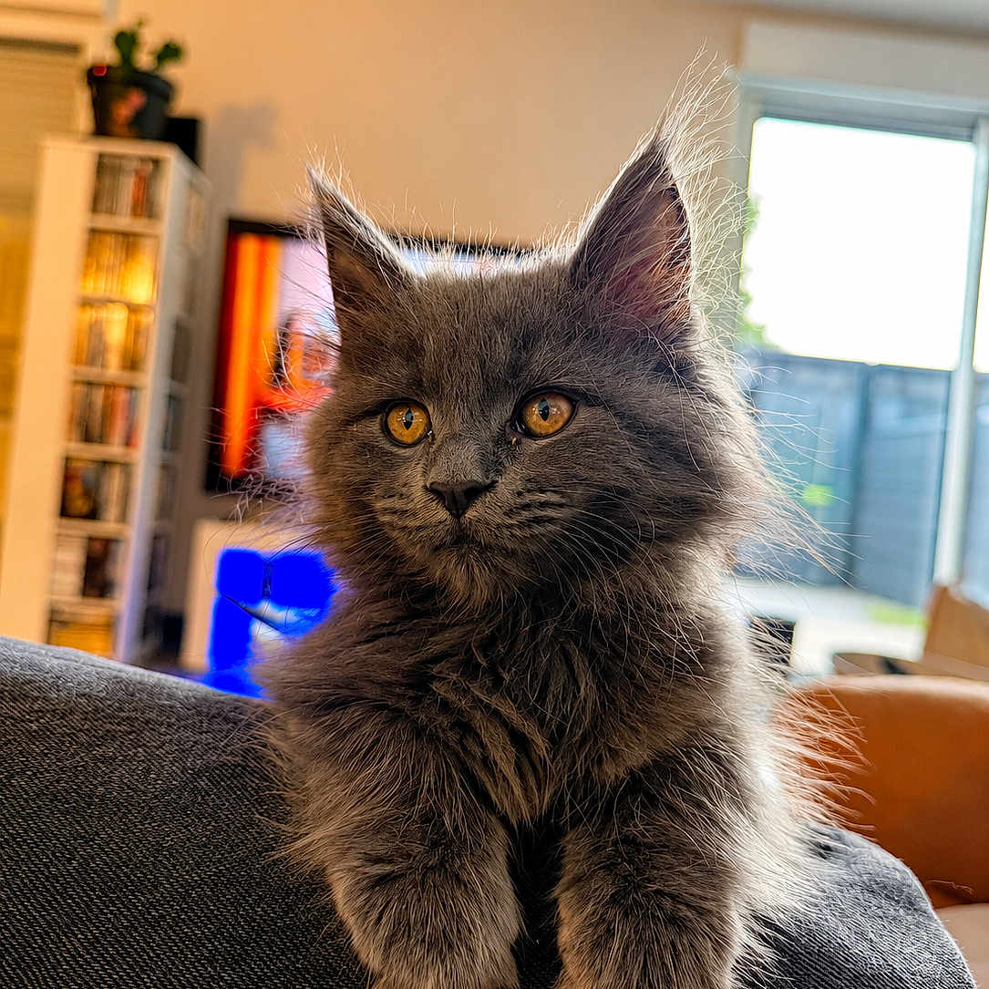 Bayla