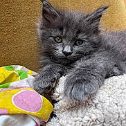 Bayla a rejoint le concours — aidez-le/la à gagner de superbes lots ! kitten, gray_cat, fluffy, close_up, pet, animal, cute, feline, resting, blanket, colorful_fabric, texture, indoor, young_cat, soft, paw, ears, face, whiskers, eyes