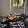 Rose participe au concours pour gagner de l'argent avec cette photo : animal, bed, blanket, cat, comfort, cozy, domestic, feline, fur, home, indoor, light, pattern, relaxing, resting, sleeping, soft, tabby, window, window_blinds
