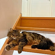 Rose participe au concours pour gagner de l'argent avec cette photo : cat, tabby_cat, fluffy, sleeping, stairs, wooden_stairs, indoor, pet, animal, fur, relaxed, cute, paw, tail, resting, cozy, home, domestic_animal, feline, calm