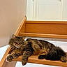 cat, tabby_cat, fluffy, sleeping, stairs, wooden_stairs, indoor, pet, animal, fur, relaxed, cute, paw, tail, resting, cozy, home, domestic_animal, feline, calm