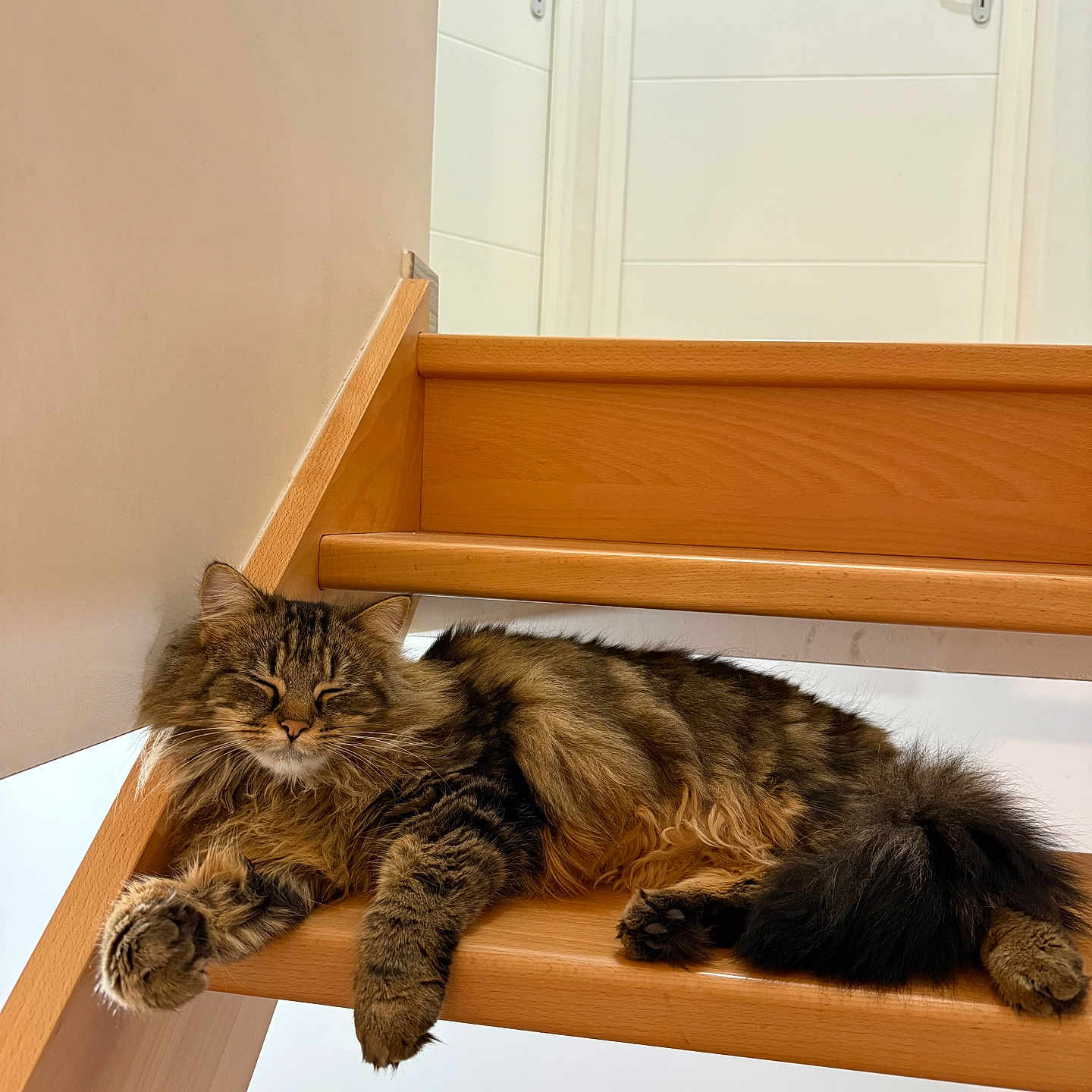 Rose participe au concours pour gagner de l'argent avec cette photo : cat, tabby_cat, fluffy, sleeping, stairs, wooden_stairs, indoor, pet, animal, fur, relaxed, cute, paw, tail, resting, cozy, home, domestic_animal, feline, calm