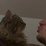Rose participe au concours pour gagner de l'argent avec cette photo : affection, animal, casual, cat, closeup, cozy, expression, face, fur, human, indoor, interaction, kiss, person, pet, profile, resting, shoulder, tabby_cat, whiskers