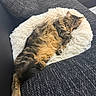 Rose a rejoint le concours — aidez-le/la à gagner de superbes lots ! animal, cat, comfort, couch, cozy, cute, domestic_animal, feline, fluffy, fur, home, indoor, nap, peaceful, pet_bed, relaxation, resting, sleeping, soft, tabby