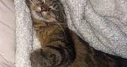 Rose a rejoint le concours — aidez-le/la à gagner de superbes lots ! animal, blanket, cat, comfort, cozy, cute, domestic, feline, fur, fur_pattern, indoor, nap, pet, relaxed, resting, sleeping, soft, tabby, warm, whiskers