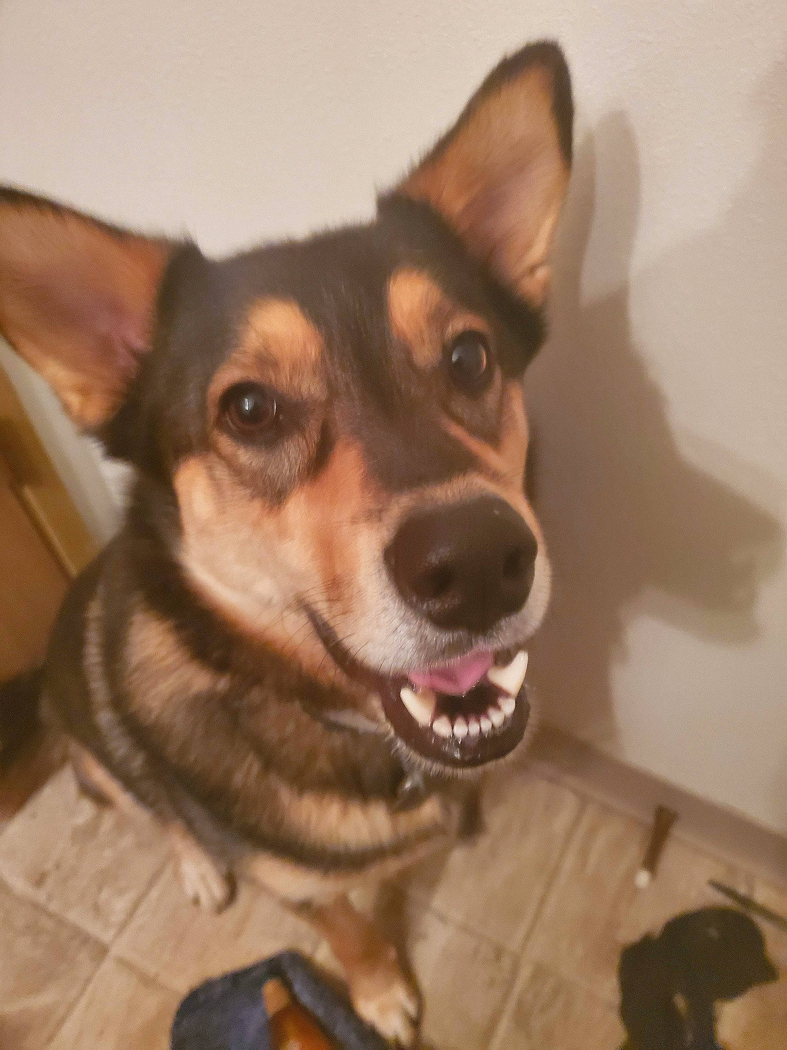 Fatty Chan joined the competition — help win amazing prizes! aircraft, carnivore, collar, companion_dog, dog, dog_breed, dog_collar, door, ear, fawn, flooring, fur, jaw, party_hat, snout, sporting_group, toy_dog, whiskers, window, working_animal