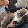 puppy, dog, sleeping, tongue_out, close_up, person, arm, tattoo, sleeve, couch, indoor, cozy, relaxation, pet, fur, nostrils, snout, closed_eyes, resting, comfort