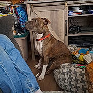 Kai Mei is registered to the contest to win money with this photo: dog, brown_dog, red_collar, wooden_floor, bookshelf, books, toys, dog_bed, person, blue_jeans, white_socks, footwear, framed_photos, cabinet, living_room, indoor, sitting, pet, clutter, home