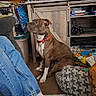 dog, brown_dog, red_collar, wooden_floor, bookshelf, books, toys, dog_bed, person, blue_jeans, white_socks, footwear, framed_photos, cabinet, living_room, indoor, sitting, pet, clutter, home
