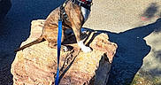 Kai Mei is registered to the contest to win money with this photo: dog, leash, rock, shadow, pavement, outdoor, grass, sunlight, pet, animal, collar, sitting, brown, white, canine, side_view, daytime, nature, park, quiet