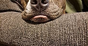 Kai Mei joined the competition — help win amazing prizes! animal, brown, close_up, companion, couch, cozy, dog, ears, face, fur, home, indoor, pet, portrait, relaxed, resting, sleepy, snout, texture, tongue
