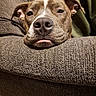 dog, pet, close_up, resting, couch, texture, relaxed, indoor, brown, snout, ears, tongue, sleepy, animal, companion, home, portrait, face, cozy, fur