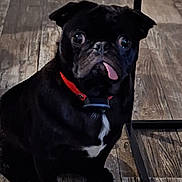 Roux joined the competition — help win amazing prizes! dog, pug, black_dog, tongue_out, pet, animal, collar, indoor, wooden_floor, cute, sitting, small_dog, companion, playful, expression, adorable, face, domestic_animal, looking, wide_eyes