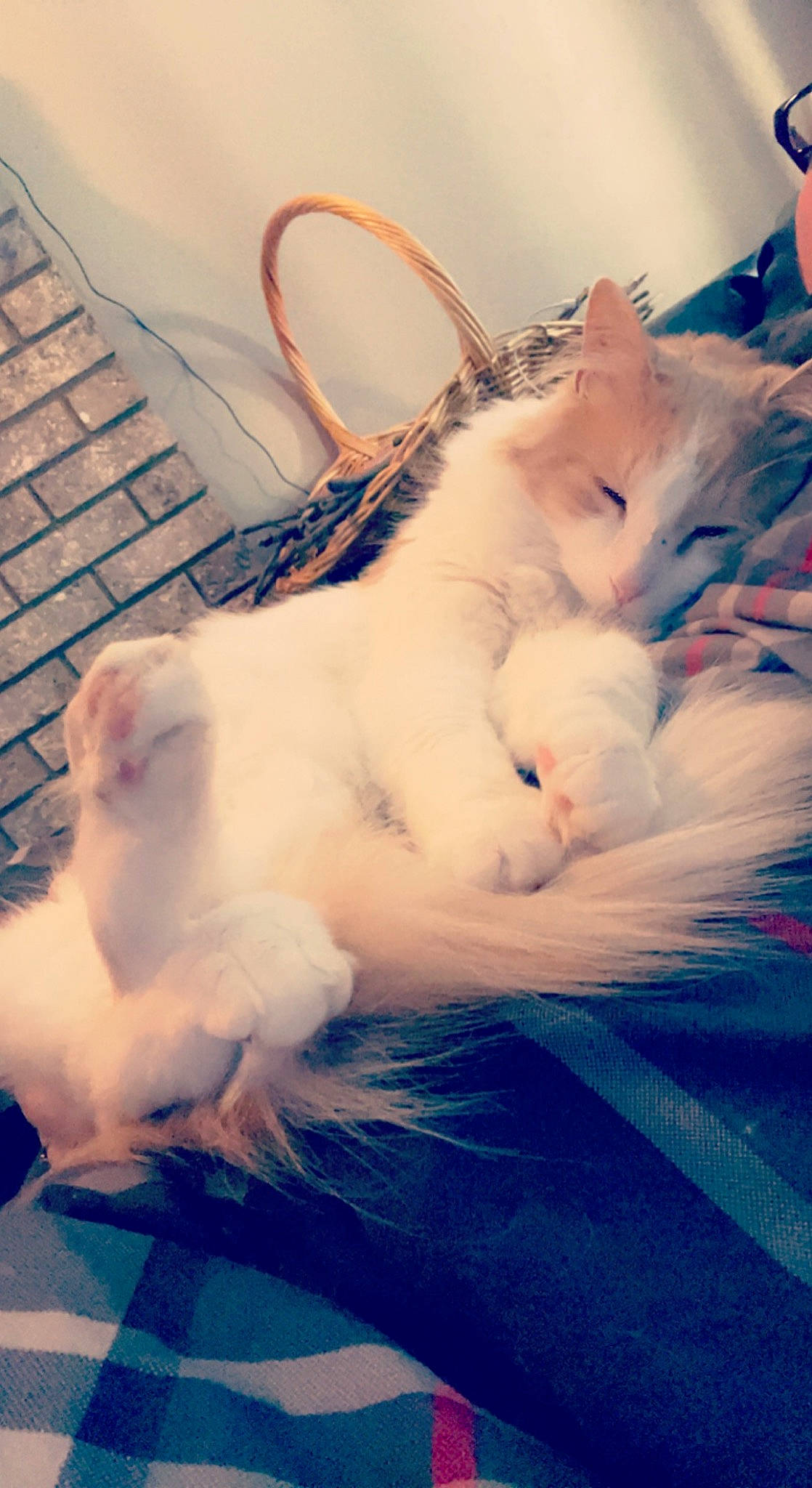 Doobie joined the competition — help win amazing prizes! canidae, carnivore, cat, cloud, comfort, companion_dog, computer_keyboard, domestic_short_haired_cat, fawn, felidae, fur, input_device, linens, mammal, paw, peripheral, sky, small_to_medium_sized_cats, tail, whiskers