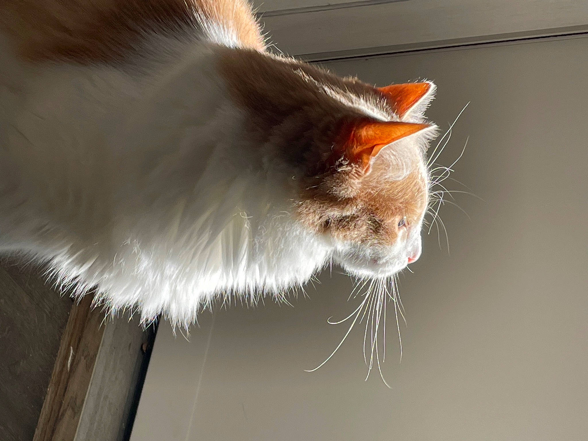 Doobie joined the competition — help win amazing prizes! carnivore, cat, fawn, felidae, fur, small_to_medium_sized_cats, snout, tail, whiskers, window, wood