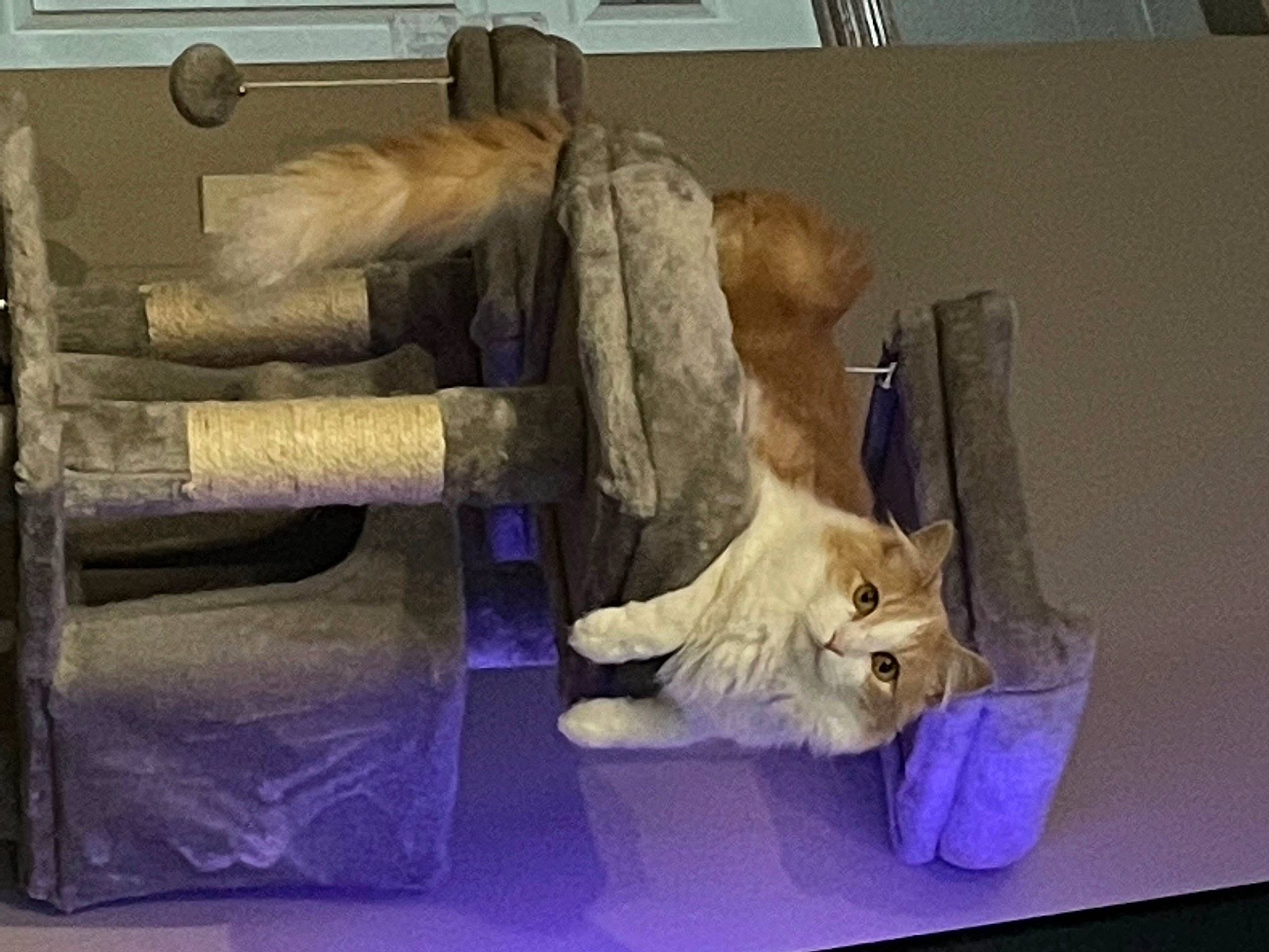 Doobie is registered to the contest to win money with this photo: art, box, carnivore, cat, comfort, companion_dog, domestic_short_haired_cat, felidae, flooring, fur, hardwood, linens, paper, room, small_to_medium_sized_cats, tail, visual_arts, whiskers, wood